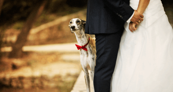 Dog Included At Wedding in Charleston